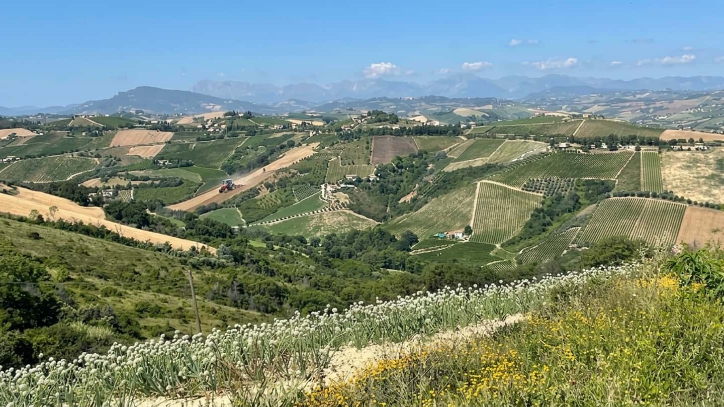 Maxi polo agroalimentare Eva in Valdaso, impatti per le imprese