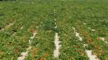 Criteri per scegliere varietà, densità di trapianto e taratura delle trapiantatrici in funzione di clima, acqua disponibile e raccolta meccanica
