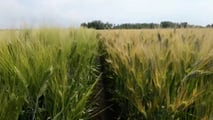 Strategie tecniche per ridurre costi per ettaro del grano duro intervenendo su macchine agricole, cantieri di lavoro, raccolta e consumo di gasolio
