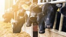 Bolus ruminali e sensori interni per l’estro bovino: applicazioni 2026