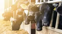 Bolus ruminali e sensori interni per l’estro bovino: applicazioni 2026