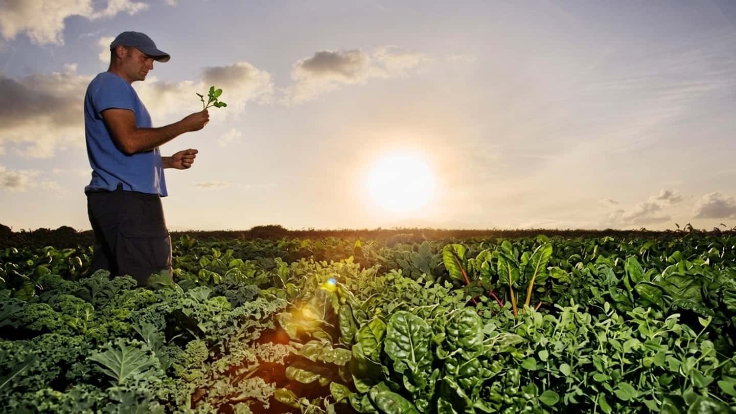 Cisoa per caldo estremo in agricoltura: regole 2026
