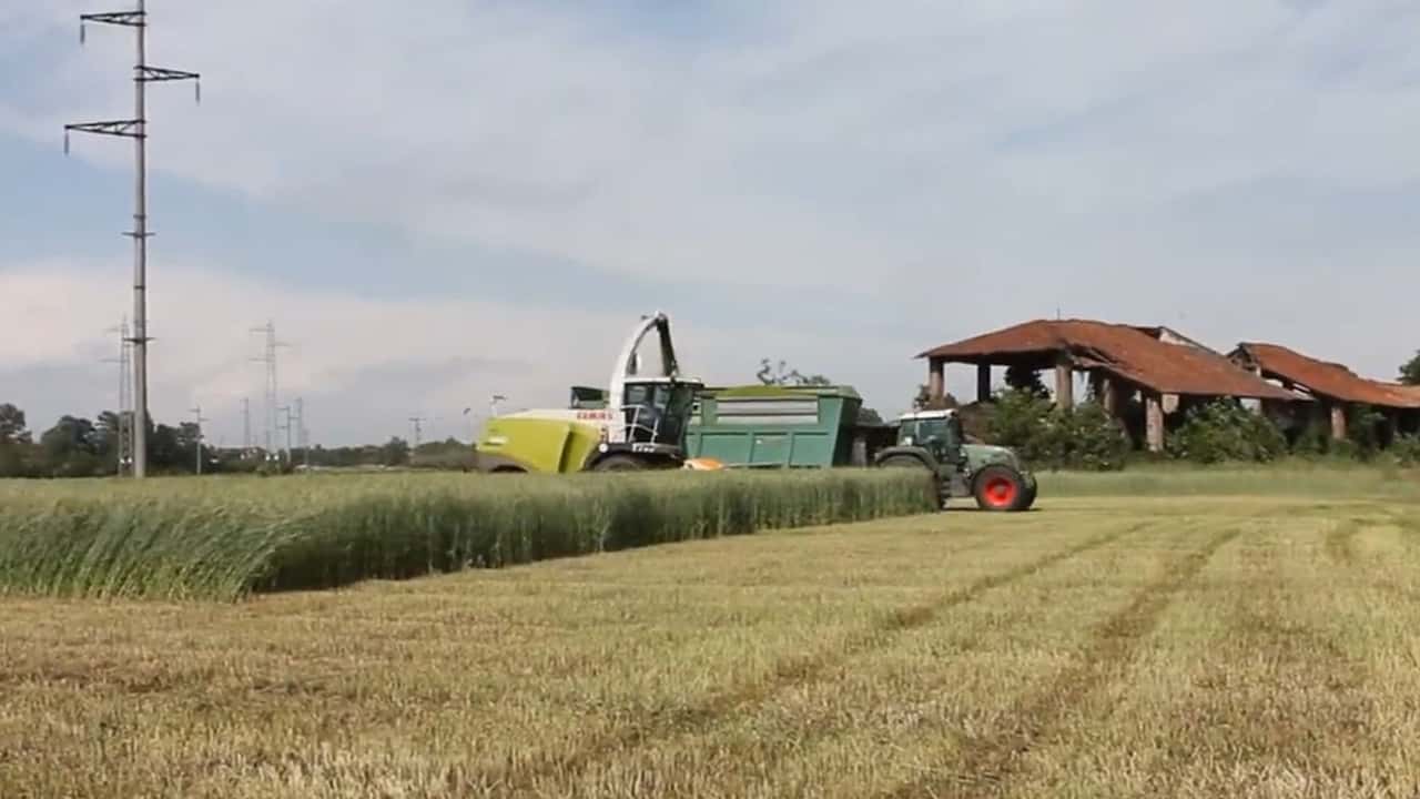 Come migliorare fermentazione e stabilità dell’insilato di triticale?
