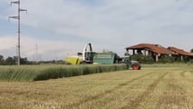 Come migliorare fermentazione e stabilità dell’insilato di triticale?