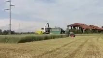 Come migliorare fermentazione e stabilità dell’insilato di triticale?