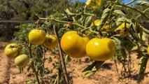TEA e nuove resistenze ai virus del pomodoro: cosa cambia dal 2026