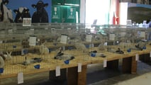 Agrilevante 2023: allevamenti, zootecnia e stalle 4.0