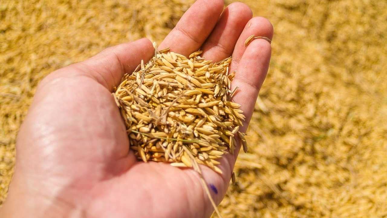 Syngenta su Verisem